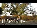 WILDchild TV | Becoming a Ranger | Learn About Trees: The Sycamore Fig  | Part Two