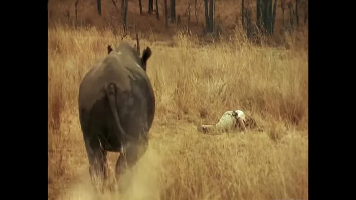 The Dangers of Wildlife Filming | Rhinos | Wild & Dangerous | BBC Earth
