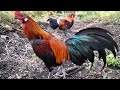 Sangat seru memakai PIKAT AYAM KAMPUNG || Saat MIKAT AYAM HUTAN.!!