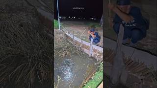 Ikan Sebasar Bantal Guling Part 1