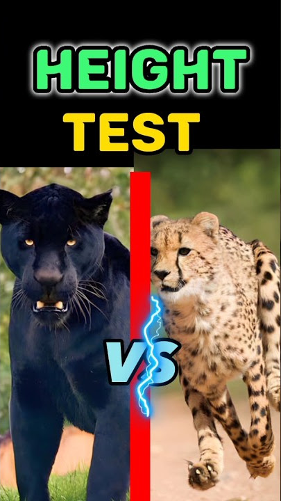 Cheetah vs black leopard.😨 #wild #shorts #nature