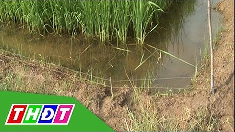 THDT - Bẫy chuột bằng điện tràn lan làm người dân lo lắng