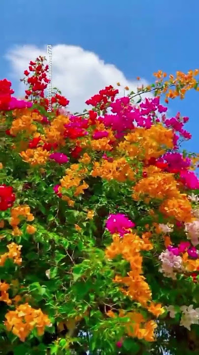 beautiful bougainvillea flower #bougainvillea