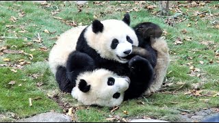 ► Chine - Des Pandas Qui Se Chamaillent (Chengdu)