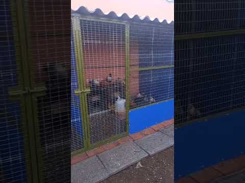 نمودج مثالي لعنابر سلالات الدجاج