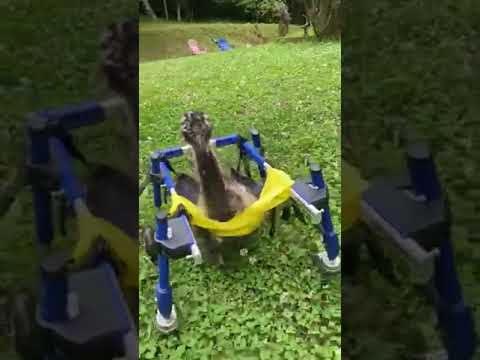 Rescued Baby Emu Gets Wheelchair and Takes Off RUNNING!