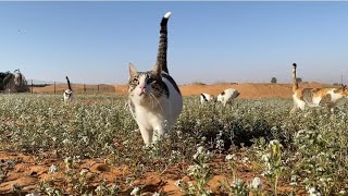 3年ぶりに花畑になった砂漠を猫たちと走る。Enjoy unusual view of the desert with cats!