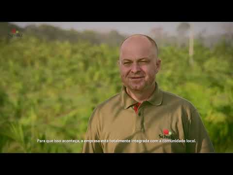 A maior fazenda de açaí do mundo