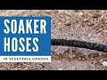 How to Install Soaker Hoses on Drip Irrigation in Vegetable Garden