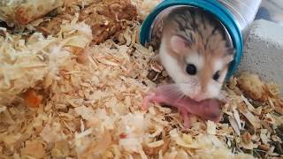 Hamsters Baby 8 Days Wants To Eat And Themother Catch Them Quick Cute
