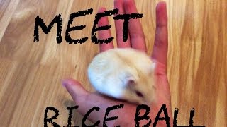 Meet Rice Ball