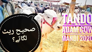 Tando Adam Cow Mandi 2020 | Latest Rates Updates | Bakra Eid 2020 | Qurbani Cows 2020 | Part 2