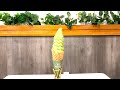 Climbing and Sushi in Portland OR | Skyhook, Saburo's, Matcha Café Maiko