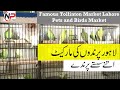 Famous Tollinton Market Lahore - Pets and Birds Market