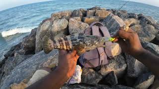 Grouper fish caught with z man shad | ரப்பர் பொம்மையில் பிடித்த களவான் மீன் #grouperfish #fishing