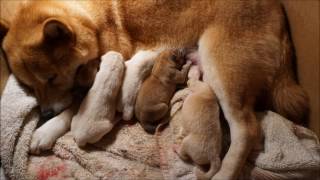 AKC Shiba Inu Dog Giving Birth To 5 Puppies!! by Shiba Inu 3,731 views 7 years ago 3 minutes, 24 seconds