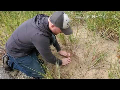 Video: Beachgrass For Landscaping - Իմացեք լողափնյա խոտ աճեցնելու մասին