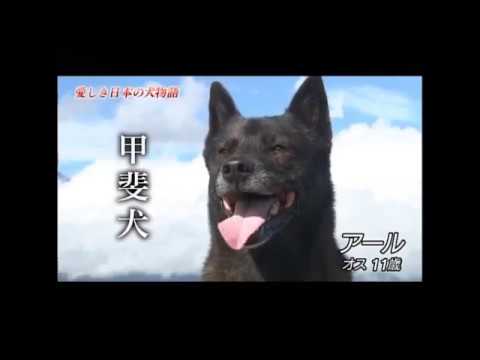 愛しき日本の犬物語 Youtube 愛しき日本の犬物語 Youtube