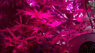 L.E.D Grow Setup PURPLE KUSH, SKUNK #5 WEEK 4