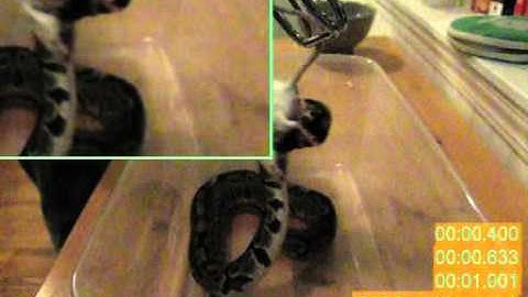 Moby the Ball Python Striking in Slow motion..