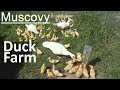 Muskovy Duck Farm 🐣👐👐