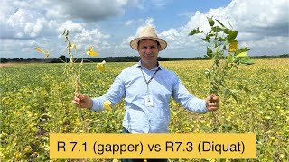 R 7.1 Versus 7.3 - Gapper X Diquat