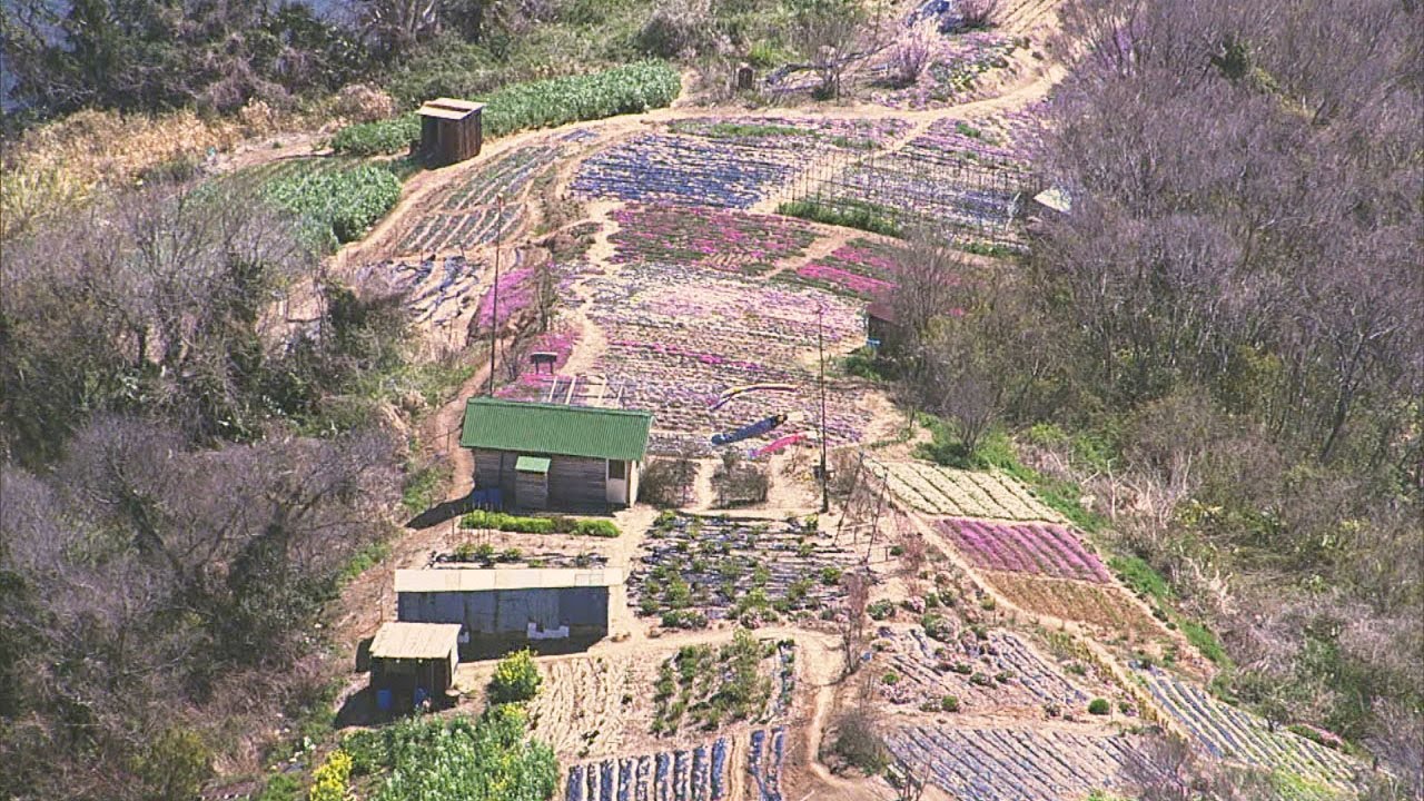 志々島の 天空の花畑 にトイレを 花を育てる親子が資金募る 香川 三豊市 Youtube