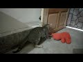 Cat plays hard with my childhood toy - Sweet Animals  #cat #cats #teddybear #play