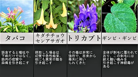 綺麗な花には毒がある Mp3