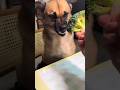 Dogs Usually don't like Vegetables #funnydog #funny #adorably
