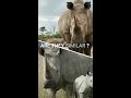 क्या काला और सफ़ेद गैंडा एक जैसे होता है\ARE BLACK AND WHITE RHINOS SAME ?| #shorts #rhino #rhinofact