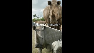 क्या काला और सफ़ेद गैंडा एक जैसे होता है\ARE BLACK AND WHITE RHINOS SAME ?| #shorts #rhino #rhinofact