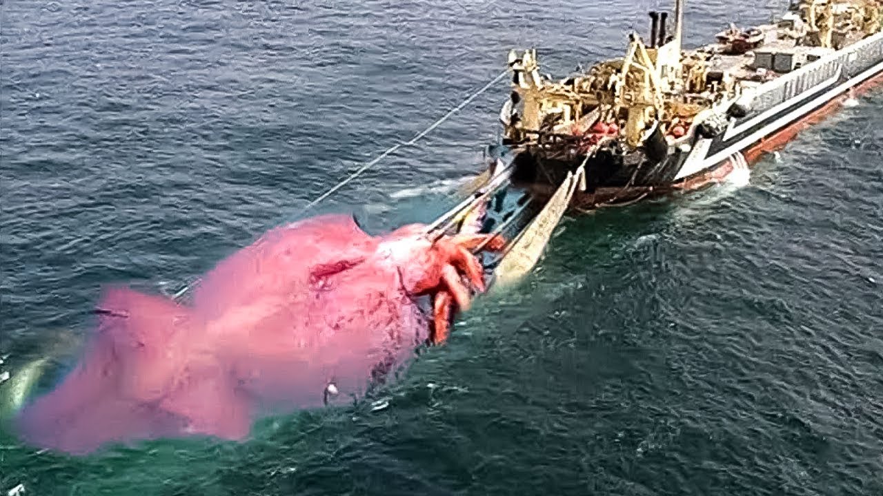 10 Largest Sea Creatures Ever Discovered By Humans - YouTube