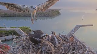 Captiva Osprey Cam | Big brother finishes the first breakfast alone | May 19, 2024