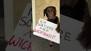 Die 10 Labrador Gebote Teil 2