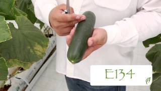Pepino - E134 - Ahern