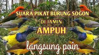 🔴SUARA PANCINGAN BURUNG SOGON LIAR ‼️DI JAMIN LANGSUNG POIN