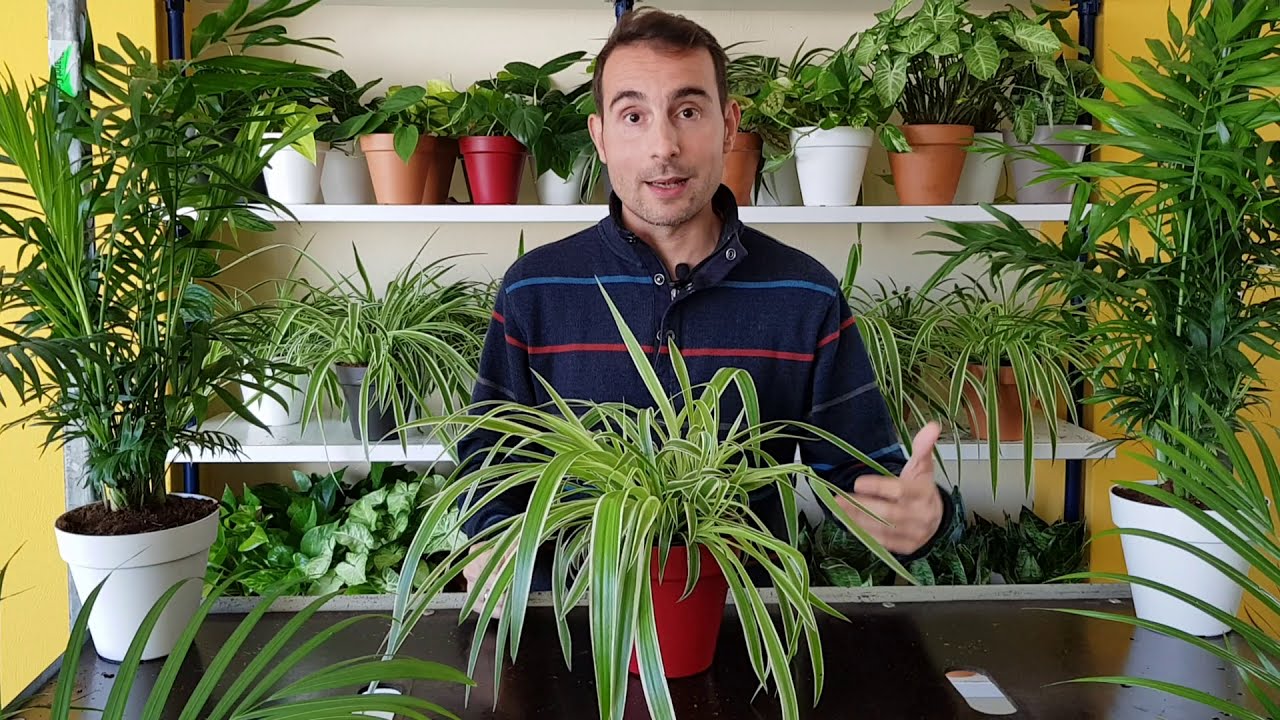 Cómo cuidar la PLANTA CINTA o MALA MADRE (Chlorophytum comosum). - YouTube