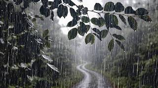 Soft Rain Along a Quiet Forest Path 🌧️ Gentle Sounds for Restful Sleep | 3 Hours