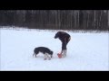 Тренировка Васьки (Australian Shepherd)