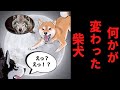 大人しい柴犬の性格が豹変してしまいました。【アニメ】【漫画】【世界の終わりに柴犬と】