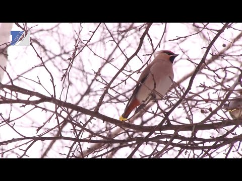 Чем можно и чем нельзя кормить птиц зимой?