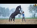 Marwari Horse I Kala Kanta I Mann Horse Photography