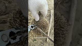 Remove Ticks Attaching On A Little Wild Hedgehog !