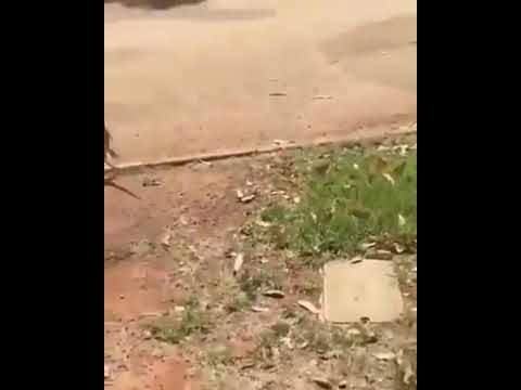 شاهد حيوان بيجري مثل الانسان