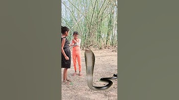 इच्छाधारी नागिन और किसान🐍🙏#shorts #youtubeshorts #snake #naagin #nagin #ytshorts #hearttouching