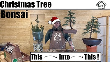 Making bonsai from Christmas tree material - Greenwood Bonsai