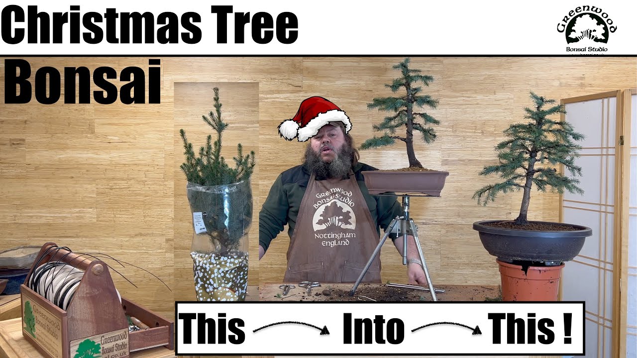 Making bonsai from Christmas tree material - Greenwood Bonsai