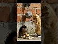 The orange cat calculates the perfect pounce 🐱🧠🐭 #catlife #cute #mouse #orangecat