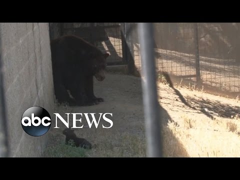 Cat and Bear Make for Unlikely Friends